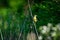 Immature Male Painted bunting - Passerina ciris