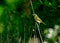 Immature Male Painted bunting - Passerina ciris