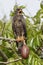 Immature Male Snail Kite Calling from a Tree - Panama