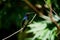 Immature male white-necked Jacobin hummingbird at the Adventure farm in Tobago