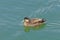Immature Mallard Duck in an Estuary