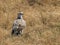 Immature martial eagle in masai mara national reserve