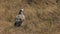 Immature martial eagle in masai mara national reserve