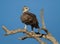 Immature Martial Eagle (Polemaetus bellicosus)