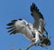 Immature Martial Eagle with spread wings