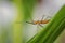 Immature Milkweed Assassin Bug