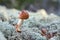 Immature mushroom Amanitfa fulva growing in the forest, surrounded by lichen