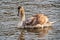 Immature Mute Swan With Reflections