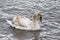 Immature mute swan on the Rhone River, France