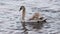 Immature mute swan on the Rhone River, France