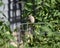 Immature nonbreeding house sparrow (Passer domesticus) perched on a tomato cage