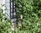 Immature nonbreeding house sparrow (Passer domesticus) perched on a tomato cage