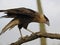 An Immature Northern Crested Caracara, Caracara cheriway