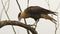 An Immature Northern Crested Caracara, Caracara cheriway