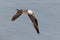 Immature Northern Gannet - Morus bassanus in flight.