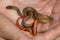 Immature Pacific ring-necked snake