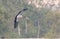Immature painted stork bird