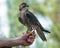 Immature peregrine falcon on the falconer\'s hand