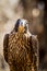 Immature Peregrine Falcon sitting on tree stump