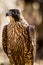 Immature Peregrine Falcon sitting on tree stump