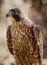 Immature Peregrine Falcon sitting on tree stump