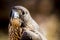 Immature Peregrine Falcon sitting on tree stump