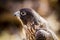 Immature Peregrine Falcon sitting on tree stump