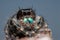 Immature Phidippus audax, Bold jumping spider, with his iridescent blue-green chelicerae, resting on top of a fence post