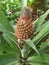 Immature Pineapple