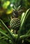 Immature pineapple grows in the conservatory