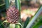 An immature pineapple grows on the plant