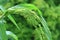 Immature Proso Millet Growing at the Balcony