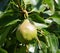 Immature quince on the tree