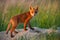 Immature red fox standing on den in summer nautre.