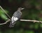 Immature red-headed woodpecker