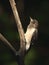 Immature red-headed woodpecker