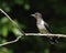 Immature red-headed woodpecker