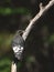 Immature red-headed woodpecker