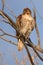 Immature Red-tailed Hawk