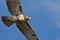 Immature Red-Tailed Hawk Flying in Blue Sky