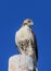 Immature Red Tailed Hawk on a post