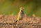 Immature Red-throated Pipit (Anthus cervinus)