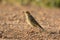 Immature Red-throated Pipit (Anthus cervinus)