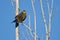 Immature Red-Winged Blackbird