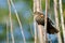 Immature Red-Winged Blackbird