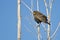 Immature Red-Winged Blackbird