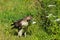 An immature redtail hawk perched in a tree and on the ground.