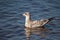 Immature Ring-billed Gull Larus delawarensis floating on a Shawano Lake in Wisconsin