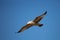 Immature Ring-billed Gull Larus delawarensis flying in a blue sky with copy space