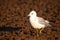 Immature Ring-billed Gull Larus delawarensis walking on the beach in Wisconsin